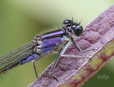 Blue-tailed Damselfly female, form violacea (Ischnura elegans) Alan Prowse